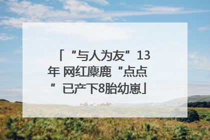 “与人为友”13年 网红麋鹿“点点”已产下8胎幼崽