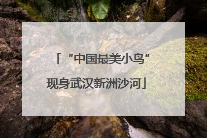 “中国最美小鸟”现身武汉新洲沙河