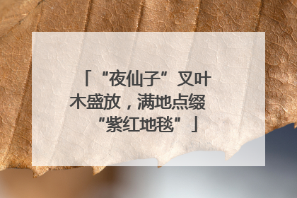 “夜仙子”叉叶木盛放，满地点缀“紫红地毯”