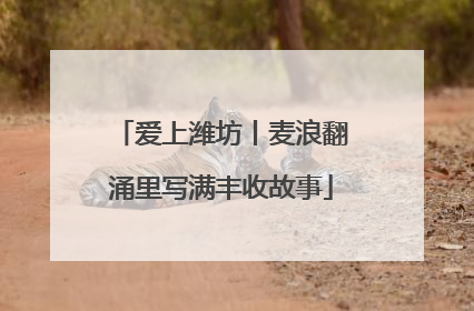 爱上潍坊丨麦浪翻涌里写满丰收故事