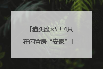 猫头鹰×5！4只在闲置房“安家”