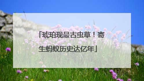 琥珀现最古虫草！寄生蚂蚁历史达亿年