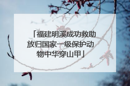 福建明溪成功救助放归国家一级保护动物中华穿山甲