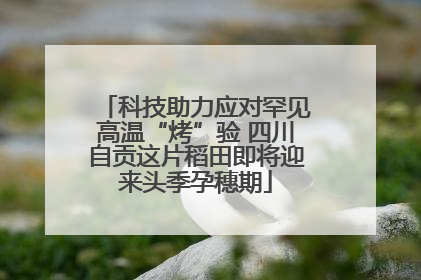 科技助力应对罕见高温“烤”验 四川自贡这片稻田即将迎来头季孕穗期