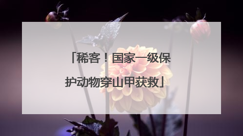 稀客！国家一级保护动物穿山甲获救