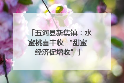 五河县新集镇：水蜜桃喜丰收 “甜蜜经济促增收”