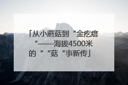 从小蘑菇到“金疙瘩“——海拔4500米的““菇“事新传