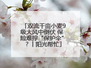 双流千亩小麦9级大风中倒伏 保险难撑“保护伞”？丨阳光帮忙