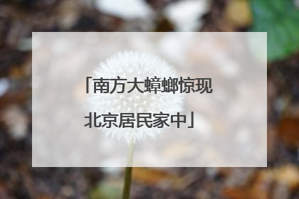 南方大蟑螂惊现北京居民家中