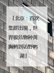 北京：首次集群出现，世界极危物种黄胸鹀到访野鸭湖