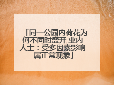 同一公园内荷花为何不同时盛开 业内人士：受多因素影响 属正常现象