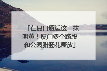 在夏日邂逅这一抹明黄！厦门多个路段和公园腊肠花盛放