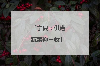 宁夏：供港蔬菜迎丰收