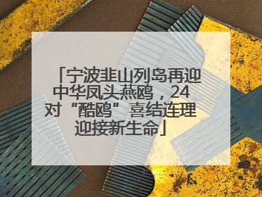宁波韭山列岛再迎中华凤头燕鸥，24对“酷鸥”喜结连理迎接新生命