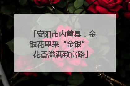 安阳市内黄县：金银花里采“金银” 花香溢满致富路