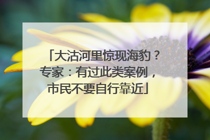 大沽河里惊现海豹？专家：有过此类案例，市民不要自行靠近