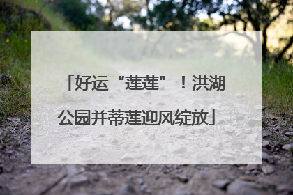 好运“莲莲”！洪湖公园并蒂莲迎风绽放