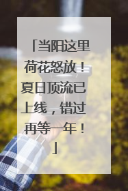 当阳这里荷花怒放！夏日顶流已上线，错过再等一年！