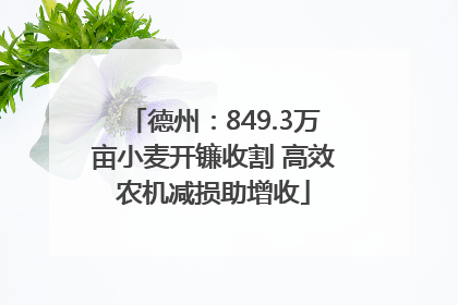 德州：849.3万亩小麦开镰收割 高效农机减损助增收