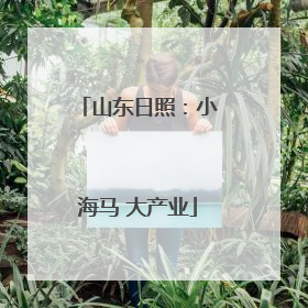 山东日照：小海马 大产业