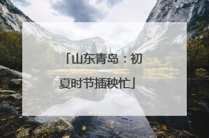 山东青岛：初夏时节插秧忙