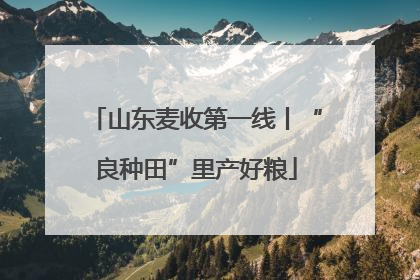 山东麦收第一线丨“良种田”里产好粮