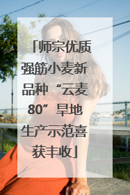 师宗优质强筋小麦新品种“云麦80”旱地生产示范喜获丰收
