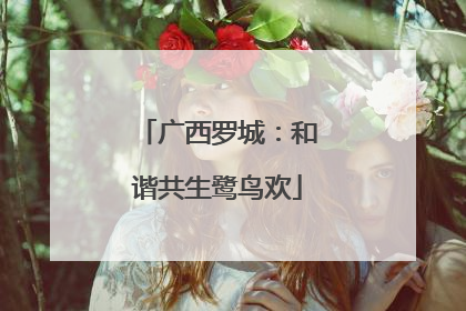 广西罗城：和谐共生鹭鸟欢
