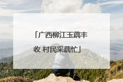 广西柳江玉藕丰收 村民采藕忙