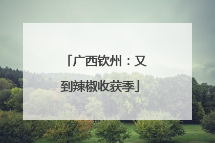 广西钦州：又到辣椒收获季