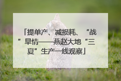 提单产、减损耗、“战”旱情——燕赵大地“三夏”生产一线观察