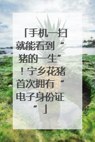 手机一扫就能看到“猪的一生”！宁乡花猪首次拥有“电子身份证”