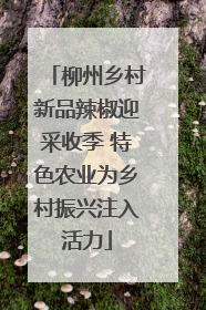 柳州乡村新品辣椒迎采收季 特色农业为乡村振兴注入活力