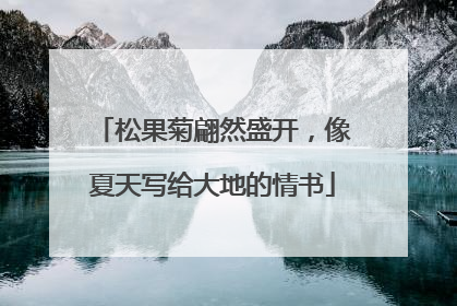松果菊翩然盛开，像夏天写给大地的情书