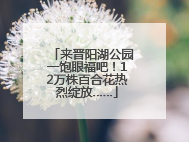 来晋阳湖公园一饱眼福吧！12万株百合花热烈绽放……