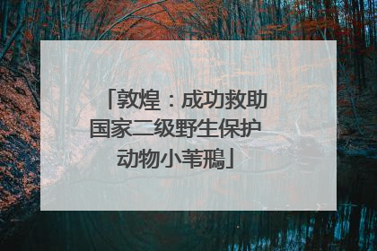 敦煌：成功救助国家二级野生保护动物小苇鳽