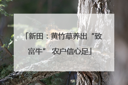 新田：黄竹草养出“致富牛” 农户信心足