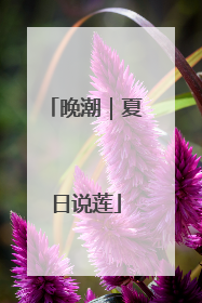 晚潮｜夏日说莲