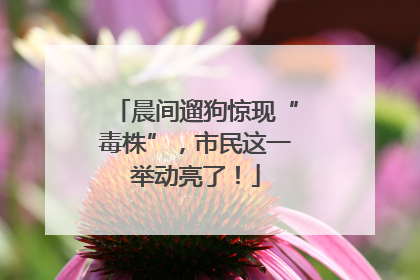 晨间遛狗惊现“毒株”，市民这一举动亮了！