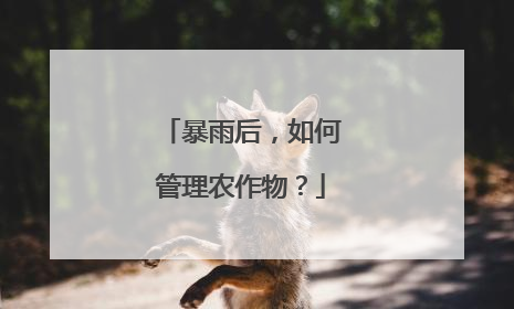 暴雨后，如何管理农作物？