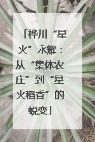 桦川“星火”永耀：从“集体农庄”到“星火稻香”的蜕变