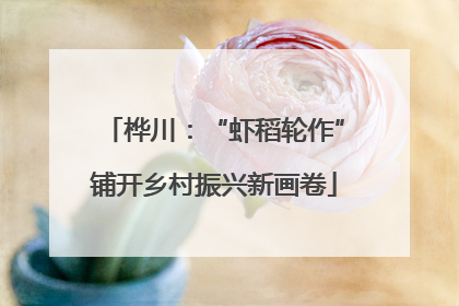 桦川：“虾稻轮作”铺开乡村振兴新画卷