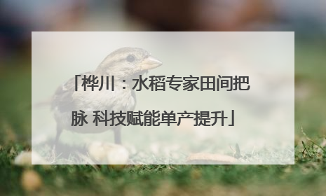 桦川：水稻专家田间把脉 科技赋能单产提升