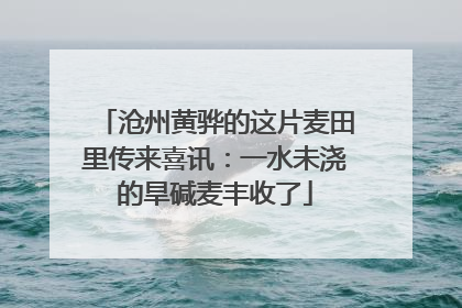 沧州黄骅的这片麦田里传来喜讯：一水未浇的旱碱麦丰收了