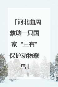 河北曲周救助一只国家“三有”保护动物翠鸟
