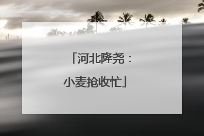 河北隆尧：小麦抢收忙