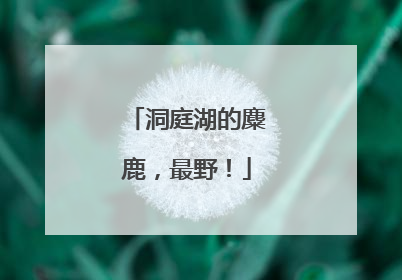 洞庭湖的麋鹿，最野！