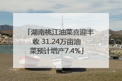 湖南桃江油菜喜迎丰收 31.24万亩油菜预计增产7.4%