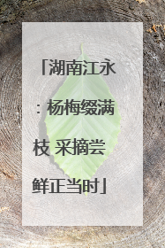湖南江永：杨梅缀满枝 采摘尝鲜正当时