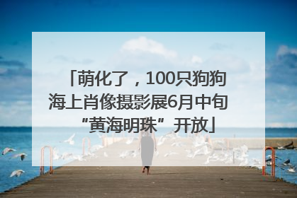萌化了，100只狗狗海上肖像摄影展6月中旬“黄海明珠”开放